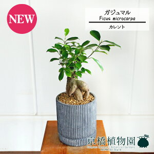 yJgS/ubNzKW}y󂯎Mtz5GyϗtA@CeA  lC zj JXj Vzj j yV ʔ́@ϗt Mtg v[g X[TCY 