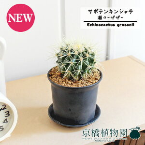 yX--/LTCYzT{e ́iLV`jy󂯎Mtz3.5GyϗtA/CeA//i`/A/蕨/yV/ʔ/X[TCY/ɋ/Ă₷/Mt