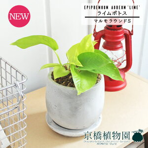 y30P5{Izy}EhSzC|gXy󂯎MtzpotyCeA  lC yV ʔ Mtg v[g Vv JCC  Ă₷    i̕x