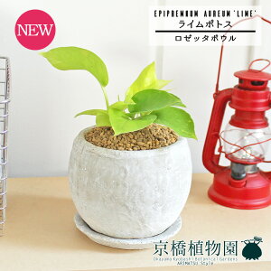 y[b^{ESTCY/zCgzC|gXy󂯎MtzpotyCeA  lC yV ʔ Mtg v[g Vv JCC  Ă₷    i̕x