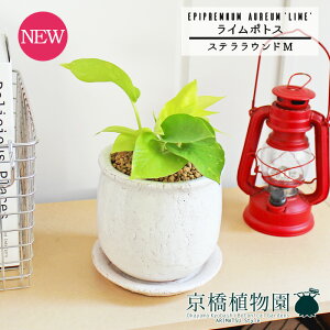 y1P7{IzyXeEhFMTCY/픫zC|gXy󂯎MtzpotyCeA  lC yV ʔ Mtg v[g Vv JCC  Ă₷   