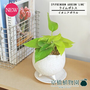 yCIjA{EL/zCgzC|gXy󂯎MtzpotyCeA  lC yV ʔ Mtg v[g Vv JCC  Ă₷    i̕x ؂