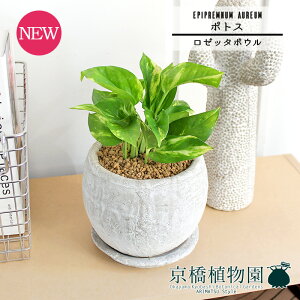 y[b^{ESTCY/zCgz|gXy󂯎MtzpotyCeA  lC yV ʔ Mtg v[g Vv JCC  Ă₷  i̕x ؂₩Ȗ