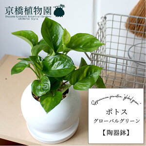 |gXEO[oO[y픫/󂯎MtzyX[TCY/h}Cg//zCgz