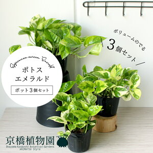 y25P5{IzyubNtCf[N[|LIzy|bg3Zbgz|gXEGhyX[TCYz