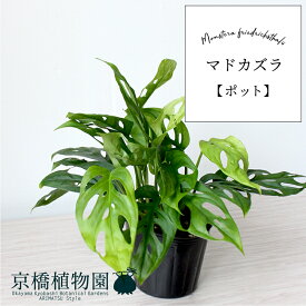 【ポット】マドカズラ【スモールサイズ】