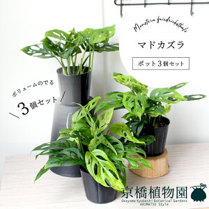 y25P5{IzyubNtCf[N[|LIzy|bg3Zbgz}hJYyX[TCYz