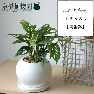 }hJYy픫/󂯎MtzyX[TCY/h}Cg//zCgz