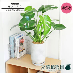 y5P5{IzySSN[|zySSizy}Ehg[LTCYzXe y󂯎Mtz5GyVv ~hTCY GL]`bN I j zj JXj Vz