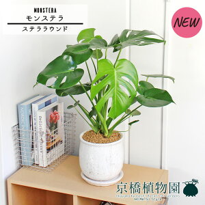 y5P5{IzySSN[|zySSizyXeEhFLTCY/픫zXe y󂯎Mtz5GyVv ~hTCY GL]`bN I j zj JXj V