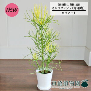 観葉植物 ミルクブッシュの人気商品 通販 価格比較 価格 Com