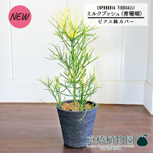 y5P5{IzySSN[|zyrAXJo[t/ubNz~NubViXj7y~hTCY/CeA/j/JXj/zj/Vzj/Mtg/v[g/Ă