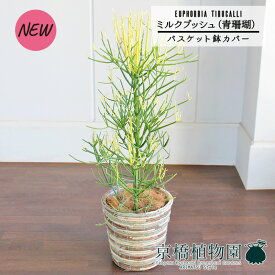 【バスケット鉢カバー/ミックス】ミルクブッシュ（青珊瑚）7号【観葉植物植物【大型】