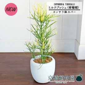 【カンサラ鉢カバー付き/ホワイト】ミルクブッシュ（青珊瑚）7号【観葉植物植物【大型】