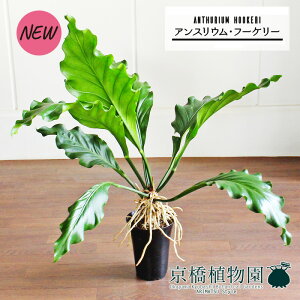 AXEEt[P[@6yϗtA/CeA//i`/A/蕨/yV/ʔ/~hTCY/Vv/lCiz