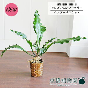 yubNtCf[N[|LIzyou[oXPbgJo[zAXEEt[P[@6yϗtA/CeA//i`/A/蕨/yV/ʔ/~hTCY/z