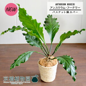 yubNtCf[N[|LIzyoXPbgJo[/AC{[zAXEEt[P[@6yϗtA/CeA//i`/A/蕨/yV/ʔ/~hTCY