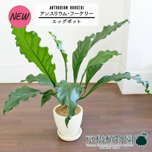 y1P7{IzyGbO|bg/AC{[zAXEEt[P[@7GyՂ肽܂^̔zyϗtA/CeA//i`/A/蕨/yV/ʔ/~hTCY/z