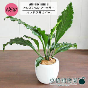 y1P7{IzyJTJo[t/zCgzAXEEt[P[@7yϗtA/CeA//i`/A/蕨/yV/ʔ/~hTCY/zCg/Vv/l