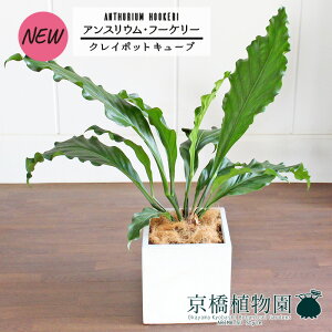 y1P7{IzyNC|bgL[uJo[t/zCgzAXEEt[P[@7yϗtA/CeA//i`/A/蕨/yV/ʔ/~hTCY/zC