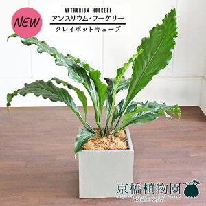 y1P7{IzyNC|bgL[uJo[t/O[zAXEEt[P[@7yϗtA/CeA//i`/A/蕨/yV/ʔ/~hTCY/Vv/