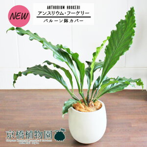 y1P7{Izyo[Jo[t/AeB[NzCgzAXEEt[P[@7yϗtA/CeA//i`/A/蕨/yV/ʔ/~hTCY/zC