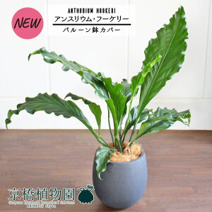 yo[Jo[t/AeB[NuEzAXEEt[P[@7yϗtA/CeA//i`/A/蕨/yV/ʔ/~hTCY/ubN/Vv/lC