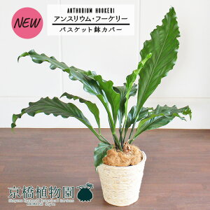 y1P7{IzyoXPbgJo[/AC{[zAXEEt[P[@7yϗtA/CeA//i`/A/蕨/yV/ʔ/~hTCY/Vv/lCi/z