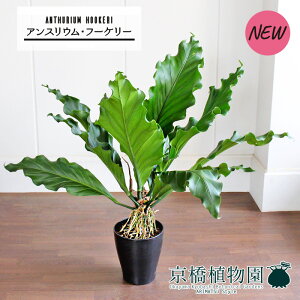 y30P5{IzAXEEt[P[@8yϗtA/CeA//i`/A/蕨/yV/ʔ/~hTCY/Vv/lCizy^z