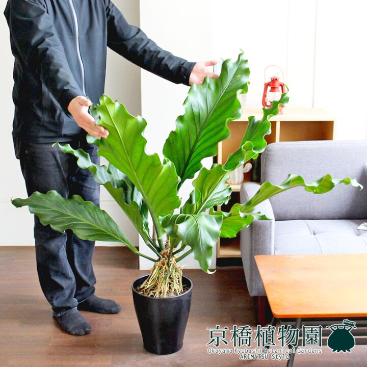楽天市場】【25日はP5倍！】アンスリウム・フーケリー 8号【観葉植物 