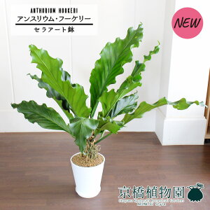 y}\N[|LIzyZA[gzAXEEt[P[@8yϗtA/CeA//i`/A/蕨/yV/ʔ/~hTCY/Vv/lCi/zC