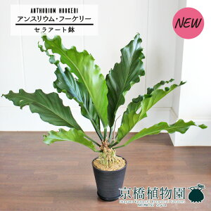 yZA[gzAXEEt[P[@8yϗtA/CeA//i`/A/蕨/yV/ʔ/~hTCY/Vv/lCi/ubN/Ȃzy^z