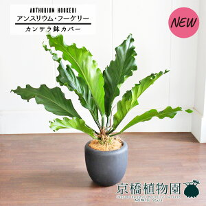 y1P7{IzyJTJo[t/ubNzAXEEt[P[@8yϗtA/CeA//i`/A/蕨/yV/ʔ/~hTCY/ubN/Vv/l