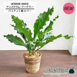 yoXPbgJo[/uEzAXEEt[P[@8yϗtA/CeA//i`/A/蕨/yV/ʔ/~hTCY/Vv/lCi/zy^z