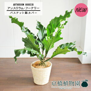 ySSN[|zySSizyoXPbgJo[/AC{[zAXEEt[P[@8yϗtA/CeA//i`/A/蕨/yV/ʔ/~hTCY/V