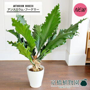 AXEEt[P[@10yϗtA/CeA//i`/A/蕨/yV/ʔ/[WTCY/Vv/lCizy^z