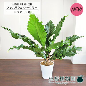 yZA[gzAXEEt[P[@10yϗtA/CeA//i`/A/蕨/yV/ʔ/[WTCY/Vv/lCi/zCg/Ȃzy^z