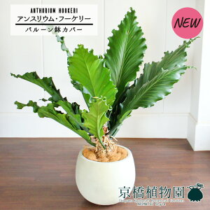 yo[Jo[t/AeB[NzCgzAXEEt[P[@10yϗtA/CeA//i`/A/蕨/yV/ʔ/[WTCY/zCg/Vv/l