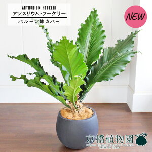 yo[Jo[t/AeB[NuEzAXEEt[P[@10yϗtA/CeA//i`/A/蕨/yV/ʔ/[WTCY/ubN/Vv/l