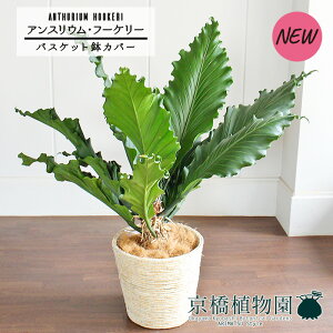 y1P7{IzyoXPbgJo[/AC{[zAXEEt[P[@10yϗtA/CeA//i`/A/蕨/yV/ʔ/[WTCY/Vv/lCi/