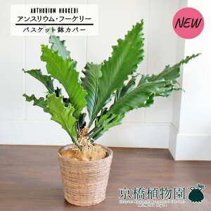 yoXPbgJo[/uEzAXEEt[P[@10yϗtA/CeA//i`/A/蕨/yV/ʔ/[WTCY/Vv/lCi/zy^z