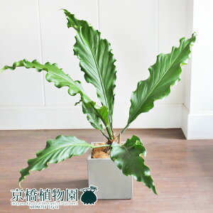 y5P5{IzySSN[|zySSizAXEEt?P[ 8yNC|bgL[uJo[t/O[zy~hTCYz