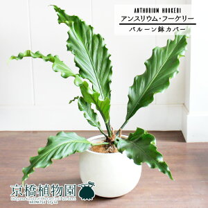 y}\N[|LIzyo[Jo[t/AeB[NzCgzAXEEt[P[@8yϗtA/CeA//i`/A/蕨/yV/ʔ/~hTC