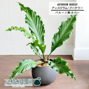 yo[Jo[t/AeB[NuEzAXEEt[P[@8yϗtA/CeA//i`/A/蕨/yV/ʔ/~hTCY/ubN/Vv/lC