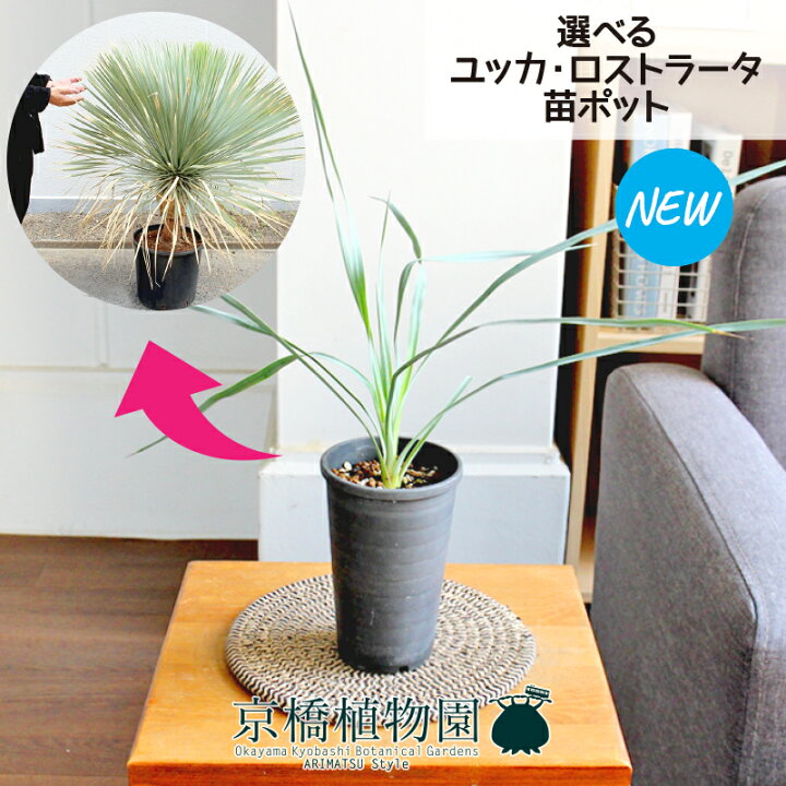 楽天市場】【マラソンクーポン有！】【現品】ユッカ・ロストラータ 3号  