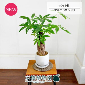 yubNtCf[N[|LIzy}EhSzpL@p@5GyϗtA/CeA//i`/A/蕨/X[TCY/lCi/Mtg/v[g/^z