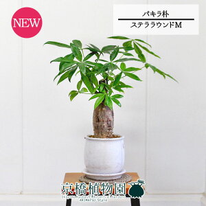 yubNtCf[N[|LIzyXeEhFMTCY/픫zpL@p@5GyϗtA/CeA//i`/A/蕨/X[TCY/lCi/Mtg/v[