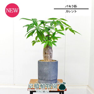 yJgS/ubNzpL@p@5GyϗtA/CeA//i`/A/蕨/X[TCY/lCi/Mtg/v[g/^z