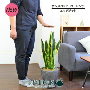 ySSN[|zySSizyGbO|bg/ubNzyՂ肽܂^̔zTXxAE[`yϗtA/CeA//i`/A/蕨/yV/ʔ/~h