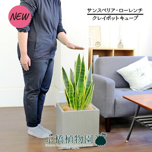 y1P7{IzyNC|bgL[uJo[t/O[zTXxAE[`@7yϗtA/CeA//i`/A/蕨/yV/ʔ/~hTCY/Vv/